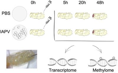 Transcriptomic and Epigenomic Dynamics of Honey Bees in Response to Lethal Viral Infection